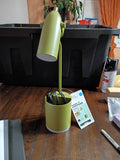 Task Table Lamp